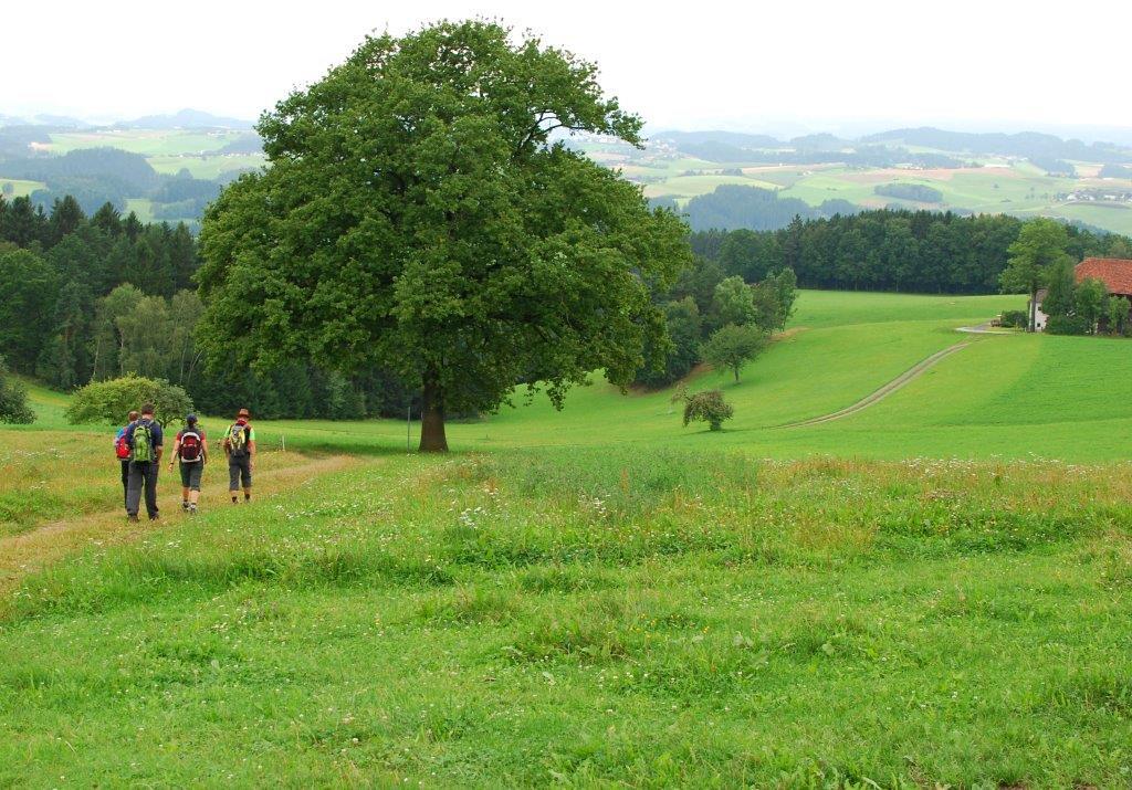 Auf Du und Du mit unseren Bäumen